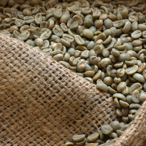 Jamaica Blue Mountain Coffee - Green Beans